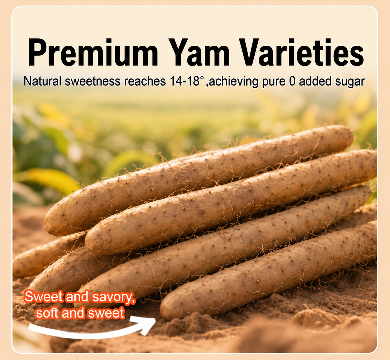 ✅Natural Premium Zero💯💌Sugar Iron Stick Yam- XA